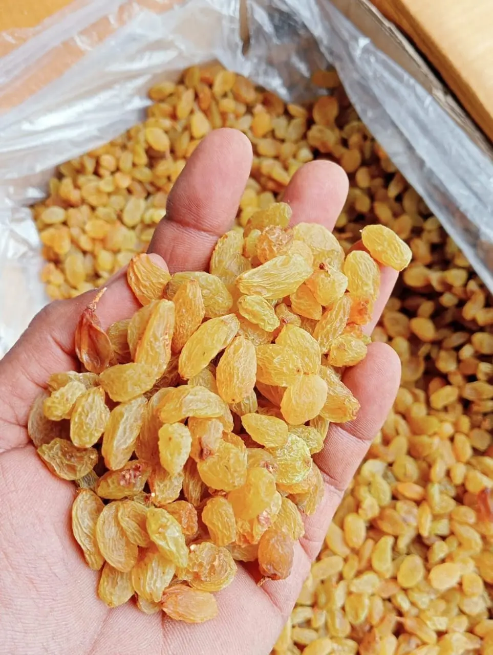 Handpicked golden raisins quality check for bulk buyers